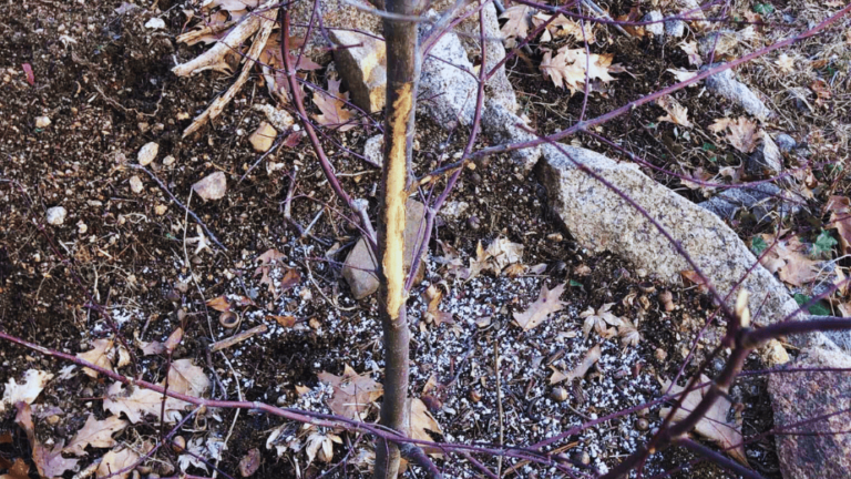 young maple sapling and buck rub