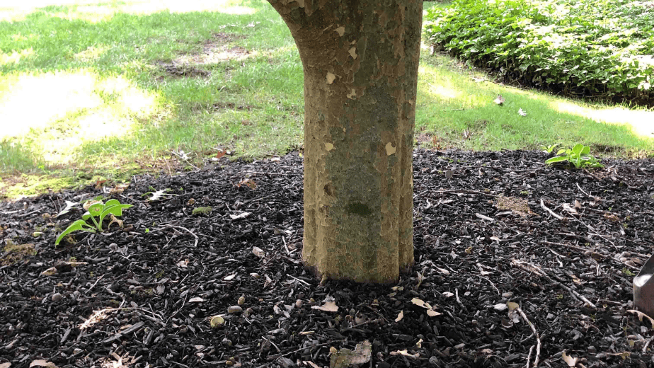 Root zone buried on persian ironwood