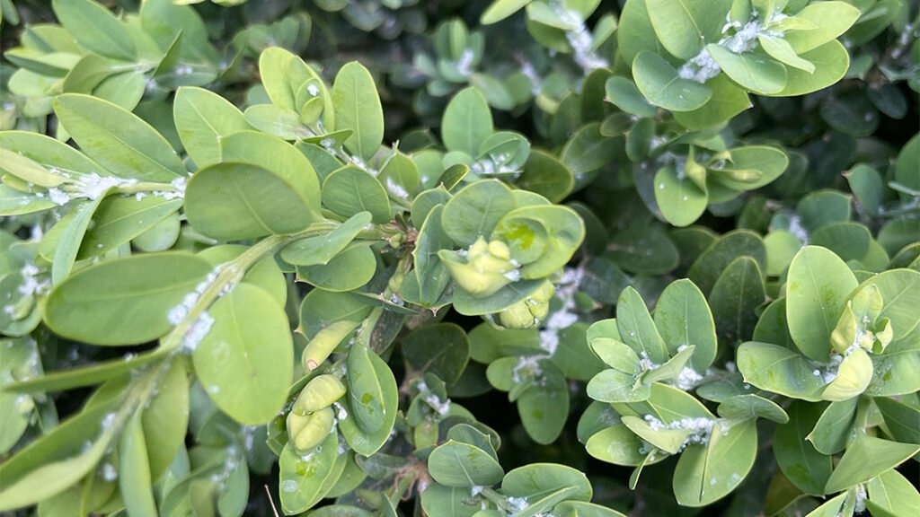 White Boxwood larva on new boxwood leaves