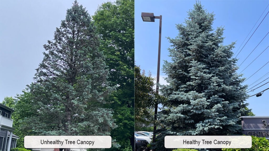 Image showing two trees one tree is healthy the other is not