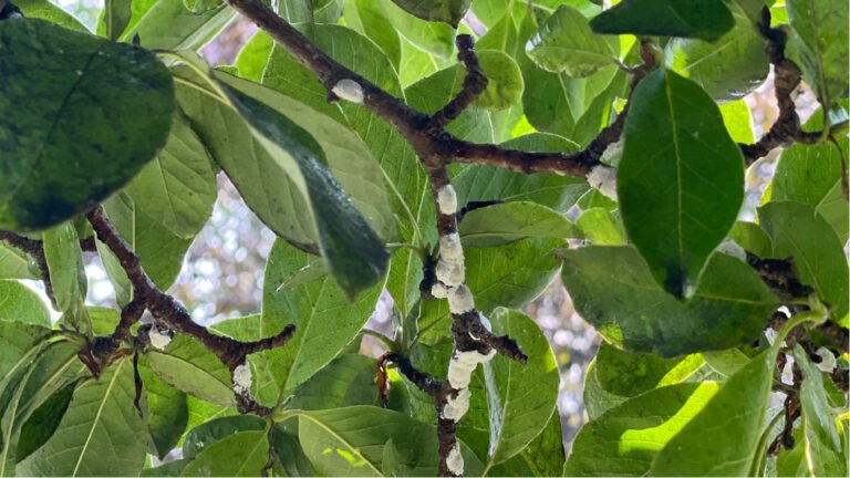 Why is my tree dripping a sticky substance?