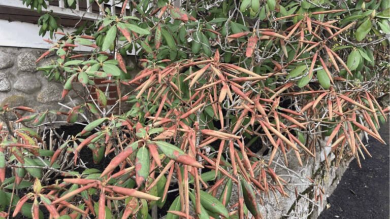 What’s going on with the Rhododendrons this year in New England?