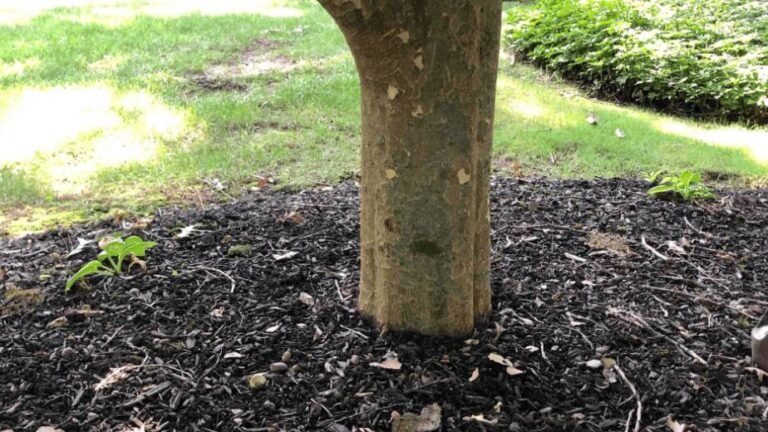 Root zone excavations explained