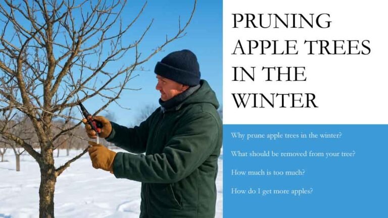 Pruning apple trees in winter