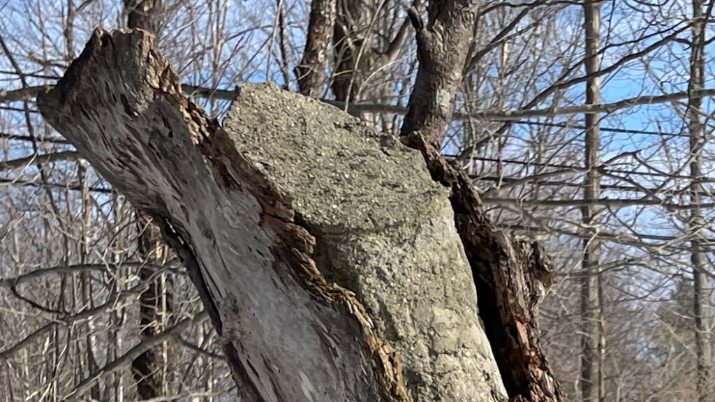 Cement in old stump of apple tree