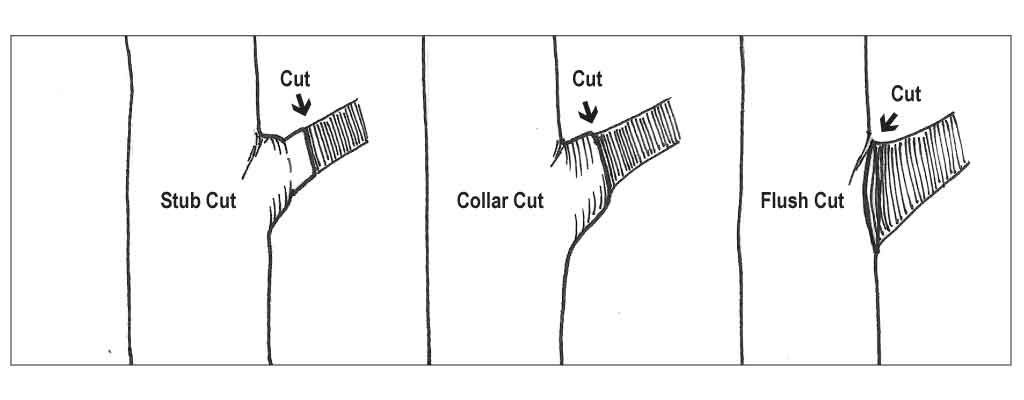 Cut Location on branch