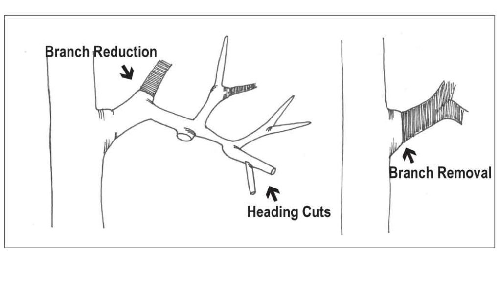 Pruning diagram showing types of pruning cuts