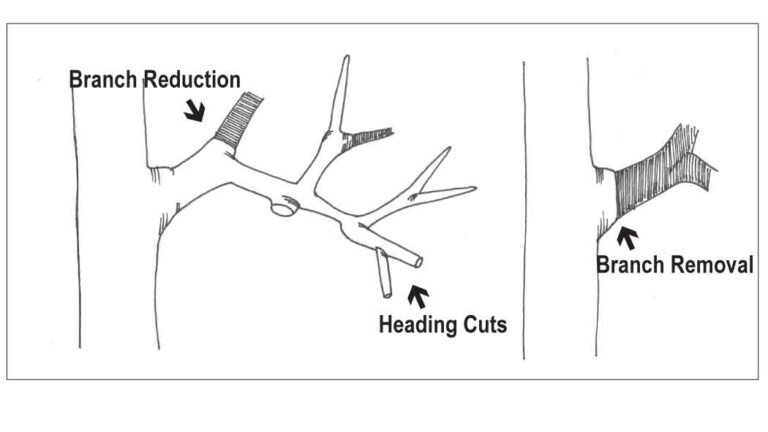 Pruning diagram showing types of pruning cuts