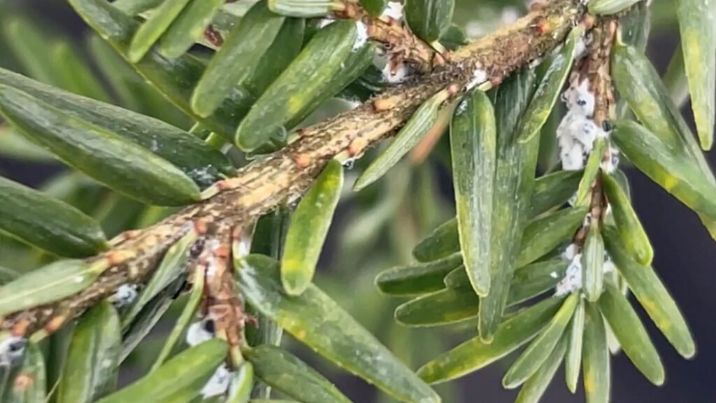 Hemlock branch with short needles with white fuzzy balls (insects)